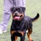 Adult Rottweilers should be kept active so that they do not become obese.