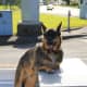 five-best-large-german-dog-breeds