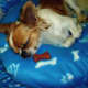 My dog, Gizmo, snoozing on his no-sew pet bed.