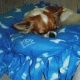 Gizmo loving his bed.