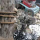Silver-laced crested Polish hen