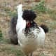 Black-crested white hen