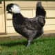 White Crested Polish hen