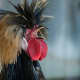 Crested Polish rooster