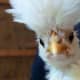 polish-crested-chickens
