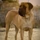 five-best-giant-breeds-of-dog