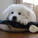A Great Pyrenees puppy.