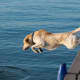 A Lab jumping off of a dock.