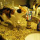 I've learned not to keep toothbrushes on the counter for this reason.  Stella brushes her own teeth.  Caught in the act!