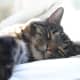 Catnip dreams