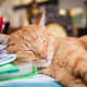 Tax returns can wait.  This cat has sleeping to do!