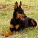 Dobermans look alert even at rest.