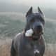 A Cane Corso out hiking.