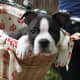 Another Boston Terrier arriving for watch dog duty on a bike.