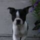 A Boston Terrier running to the rescue.