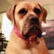 The Boerboel is a family guard dog.