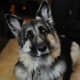 Shiloh Shepherds are good guard dogs.