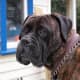 A Bullmastiff does not bark much but he will guard.