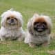Were Pekingese really a combination of a lion and a monkey?