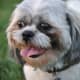 Many Shih Tzu owners like the "puppy cut" since it is easier to
care for.