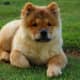 A Chow Chow puppy.