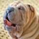 Does the Shar-Pei really have a snout like that of a hippopotamus?