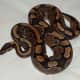 Ball python