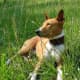 A Basenji relaxing after a hunt