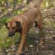 A Rhodesian Ridgeback