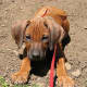 The Rhodesian Ridgeback is a mixture of African and European dog breeds.