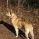 Carolina Dog