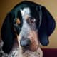 Bluetick Coonhound looking thoughtful.
