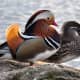 10-colourful-birds