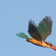 Stork-billed Kingfisher in flight