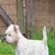 Westies need to be groomed.