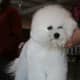 Like all dogs that don't shed, Bichon need to be groomed.