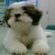 Many Shih Tzu owners prefer to keep their dogs in a &quot;puppy cut&quot;.