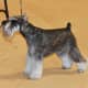 When Miniature Schnauzers are groomed, they are an impressive looking small dog.