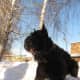 Black Russian Terrier.