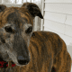 Greyhound Dog