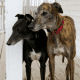 Two Greyhounds
