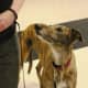 Greyhound Looks Alert