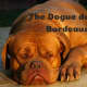 The Dogue de Bordeaux breed is large and powerful.
