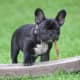 French Bulldogs are known to be adorably goofy.