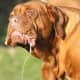 The Dogue de Bordeaux is known to slobber at times!