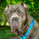 Cane Corso are sometimes affected with ectropion, an eyelid disease.