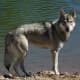 The Tamaskan, a dog breed developed to look like a wolf.