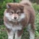 The Finnish lapphund is one of the dog breeds that looks similar to a wolf.