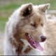 The Canadian Eskimo dog, another sled dog that looks like a wolf.
