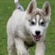 The Siberian husky is a popular dog breed with well-known markings.
